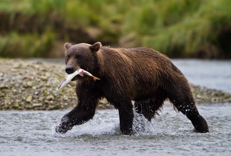 Grizzly Bear With Salmon